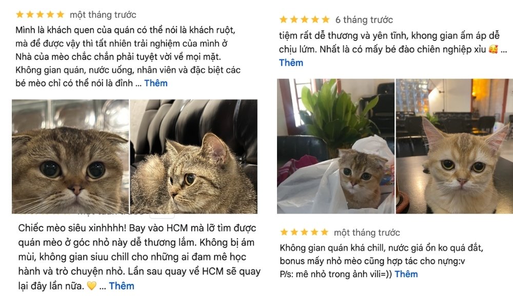Khám Phá Quán Cafe Mèo Quận 1: Điểm Đến Lý Tưởng Cho Người Yêu Thú Cưng 6 Hình ảnh các chú mèo dễ thương nằm trong quán cà phê, kèm theo đánh giá tích cực từ khách hàng.