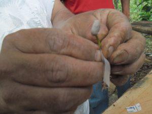 Hai bàn tay đang cầm một cành cây nhỏ, xung quanh có giấy dán nhãn, nền là khung cảnh ngoài trời.