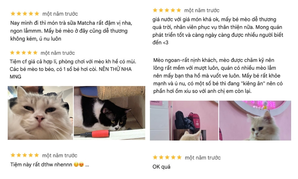 Khám Phá Quán Cafe Mèo Quận 1: Điểm Đến Lý Tưởng Cho Người Yêu Thú Cưng 10 Hình ảnh chụp một số đánh giá và hình ảnh mèo trong quán cà phê, bao gồm mèo với lông trắng và đen.
