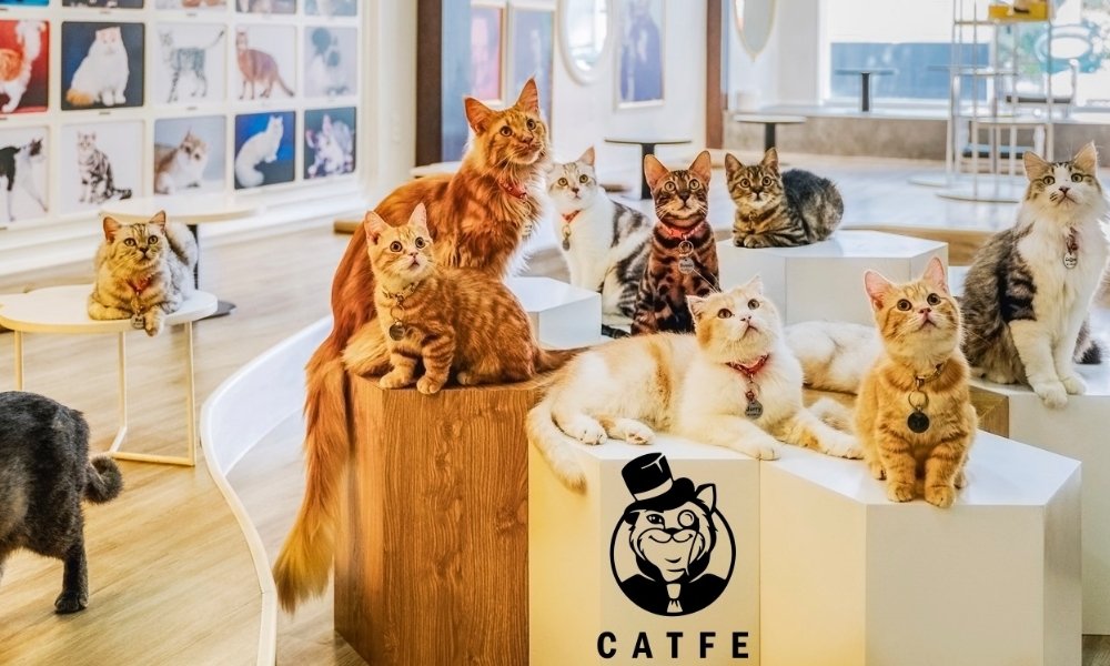 Khám Phá Quán Cafe Mèo Quận 1: Điểm Đến Lý Tưởng Cho Người Yêu Thú Cưng 3 Nhiều con mèo ngồi trên bệ trắng trong một quán cà phê mèo với hình mèo đội mũ trên logo phía trước.