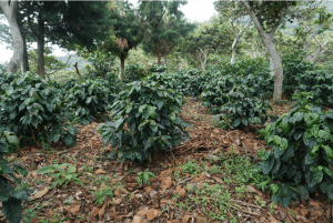 Cây cà phê xanh tốt mọc trên đất nâu trong một khu vườn rợp bóng cây lớn, tạo không gian tự nhiên và tươi mát.