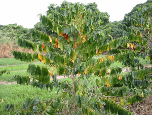 Cây cà phê xanh tươi, lá có vài chỗ úa vàng, mọc trong vườn, nền là cây cối và cỏ xanh.