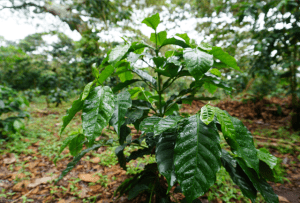 Cây cà phê xanh tươi trong vườn, lá ướt do mưa, xung quanh là thảm thực vật và đất ẩm.