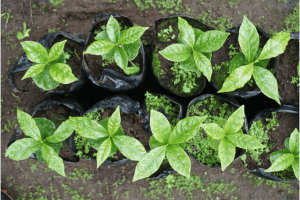 Các cây non xanh tươi đang được trồng trong túi đất đen, xếp thành hàng trên mặt đất ẩm ướt.