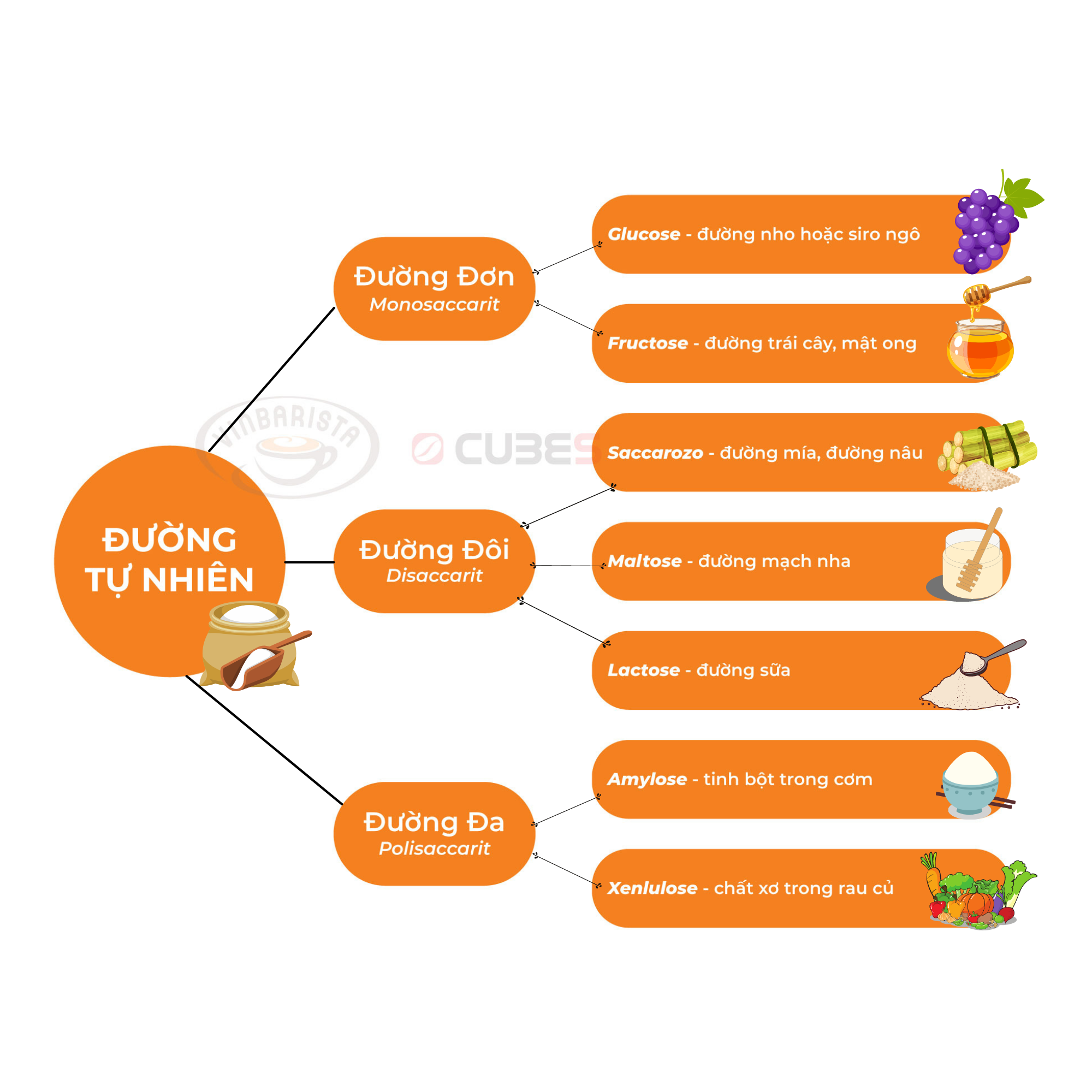 Sơ đồ phân loại đường tự nhiên: đường đơn, đường đôi, và đường đa kèm hình ảnh minh họa.