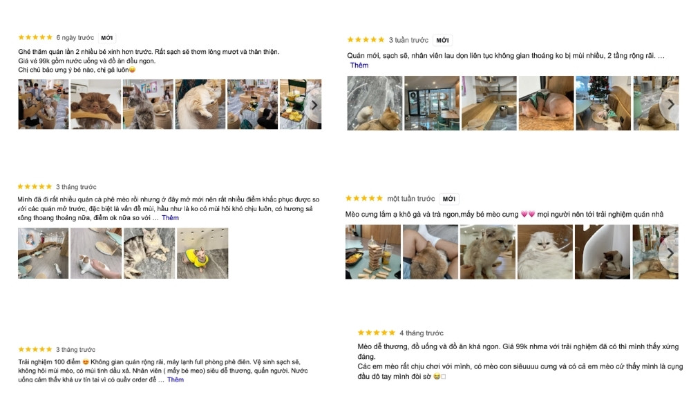 Khám Phá Quán Cafe Mèo Quận 1: Điểm Đến Lý Tưởng Cho Người Yêu Thú Cưng 14 Hình ảnh các bài đánh giá quán cà phê mèo, gồm ảnh mèo và không gian quán, cùng các nhận xét từ khách hàng.
