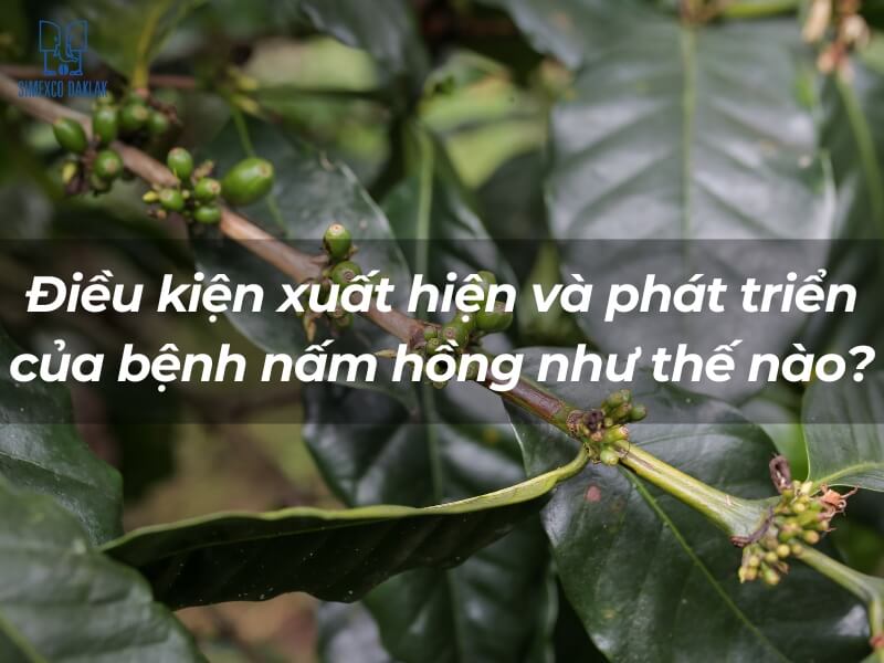 C&agrave;nh c&acirc;y với l&aacute; xanh v&agrave; d&ograve;ng chữ về điều kiện ph&aacute;t triển bệnh nấm hồng.