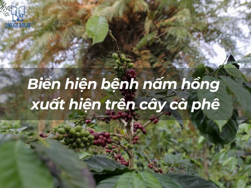 C&acirc;y c&agrave; ph&ecirc; bị ảnh hưởng bởi bệnh nấm hồng, với nền l&agrave; t&aacute;n l&aacute; xanh v&agrave; cảnh rừng ph&iacute;a xa.