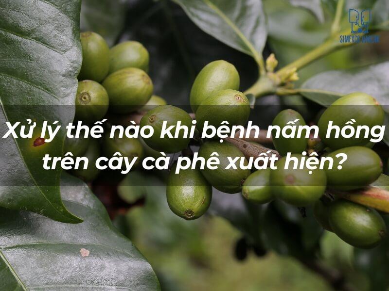 Cận cảnh ch&ugrave;m quả c&agrave; ph&ecirc; xanh tr&ecirc;n c&agrave;nh, c&oacute; chữ viết về xử l&yacute; bệnh nấm hồng.