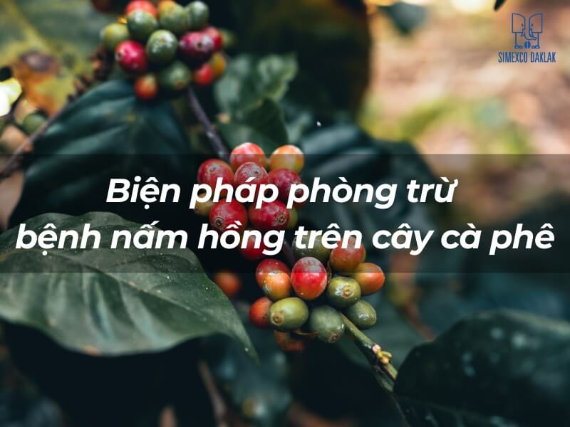 C&agrave;nh c&acirc;y c&agrave; ph&ecirc; với quả ch&iacute;n, nền mờ, c&oacute; chữ về biện ph&aacute;p ph&ograve;ng trừ bệnh nấm tr&ecirc;n c&acirc;y c&agrave; ph&ecirc;.