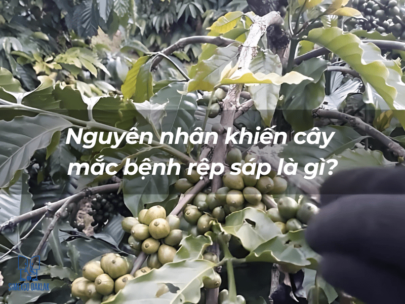 Cành cây có quả xanh với dòng chữ "Nguyên nhân khiến cây mắc bệnh rệp sáp là gì?" trên hình.