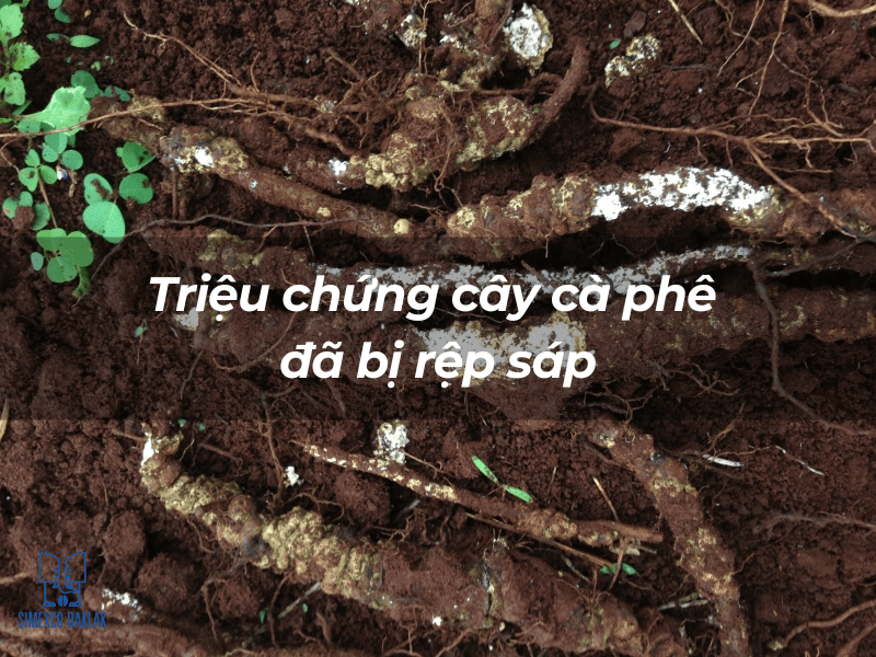Rễ cây cà phê bị rệp sáp tấn công, nổi bật trên nền đất nâu, có chữ "Triệu chứng cây cà phê đã bị rệp sáp".