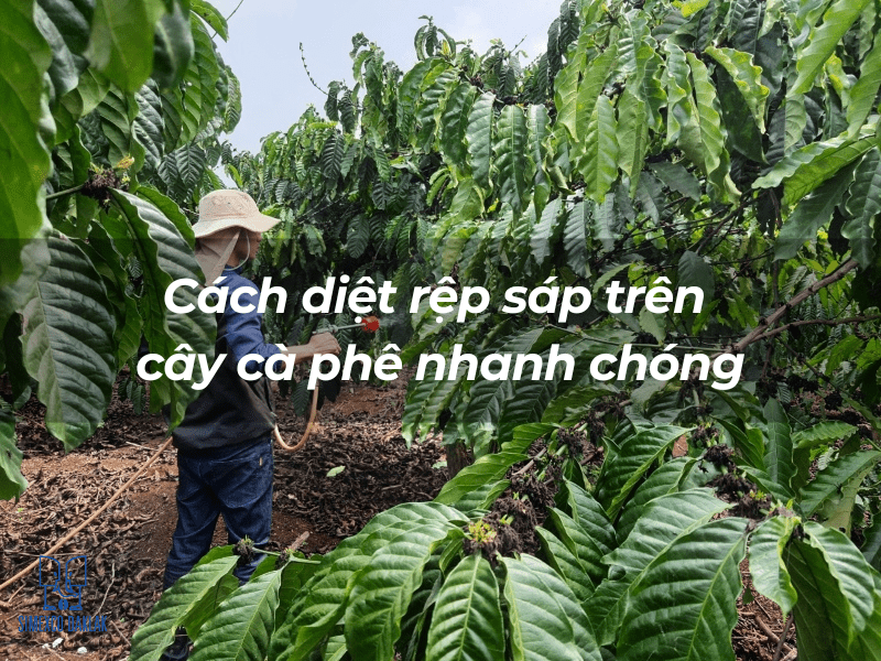 Người đứng trong vườn cà phê, phun thuốc bảo vệ thực vật lên cây, xung quanh là lá xanh tươi.