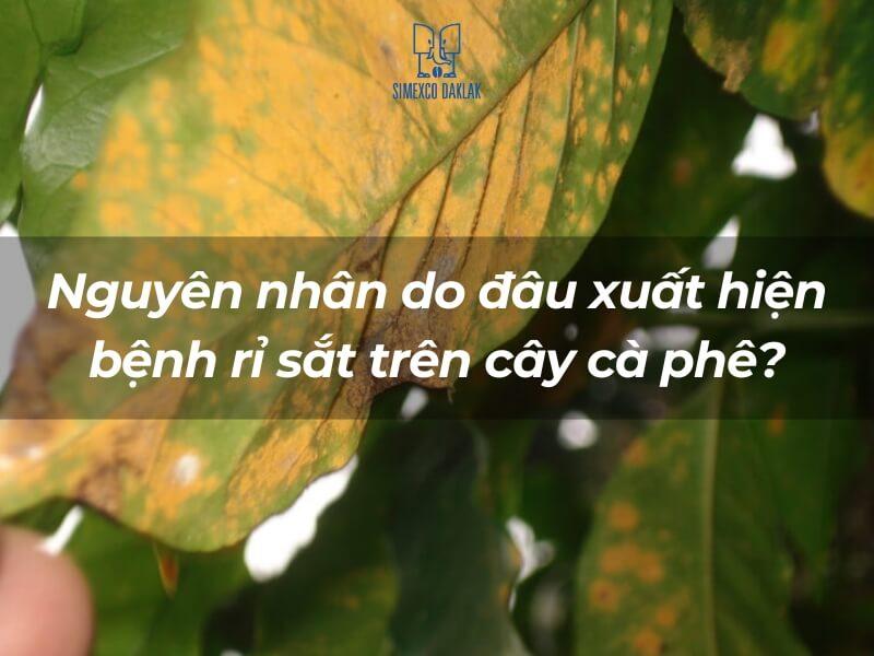 L&aacute; c&acirc;y c&agrave; ph&ecirc; bị bệnh rỉ sắt, với nền ảnh l&agrave; m&agrave;u xanh v&agrave; v&agrave;ng, c&oacute; chữ hỏi về nguy&ecirc;n nh&acirc;n bệnh.