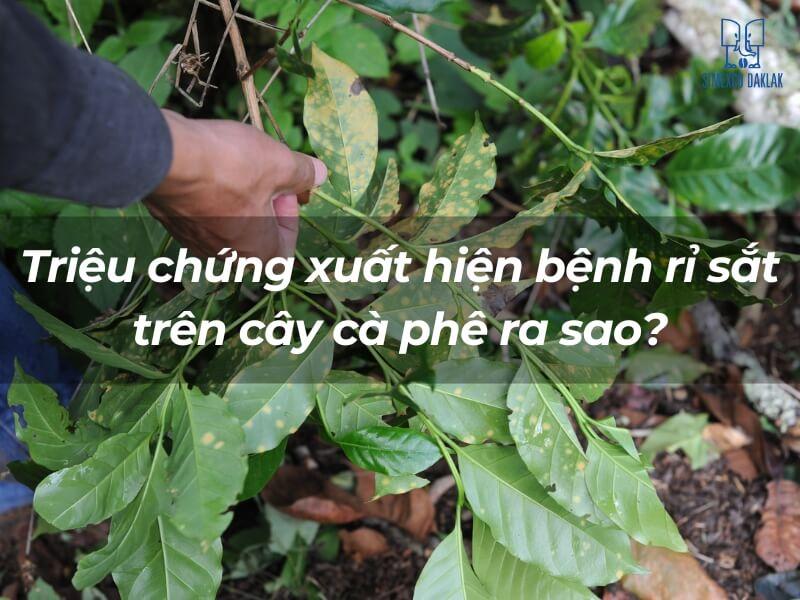 Người đang kiểm tra l&aacute; c&acirc;y c&agrave; ph&ecirc; c&oacute; dấu hiệu bệnh rỉ sắt, với c&aacute;c đốm m&agrave;u v&agrave;ng tr&ecirc;n l&aacute;.