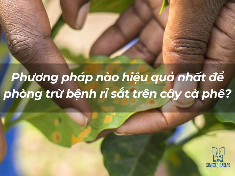 Hai tay cầm l&aacute; c&acirc;y c&agrave; ph&ecirc; với đốm bệnh, c&oacute; chữ tiếng Việt tr&ecirc;n h&igrave;nh.