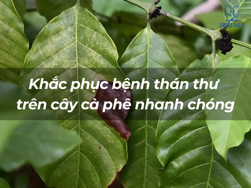 Lá cây cà phê bị bệnh thán thư, kèm chữ "Khắc phục bệnh thán thư trên cây cà phê nhanh chóng".