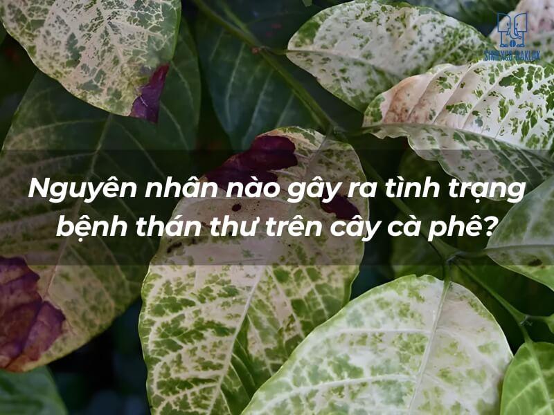 Lá cây cà phê với các đốm màu nâu tím và dòng chữ hỏi về nguyên nhân bệnh thán thư.