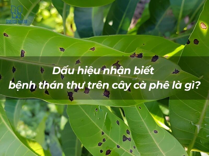 Lá cây xanh với các đốm nâu, có văn bản hỏi về dấu hiệu bệnh thán thư trên cây cà phê.