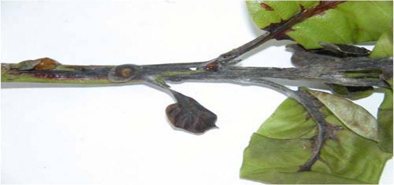 Cành cây bị bệnh với lá úa và đen, bề mặt lá có dấu hiệu héo và khô.