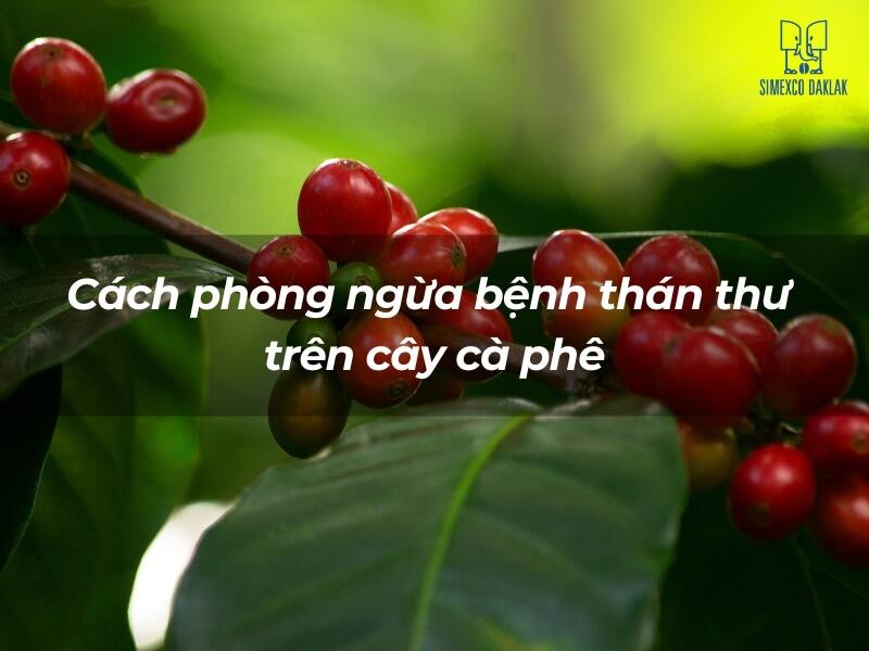 Hình ảnh các quả cà phê chín đỏ trên cây, kèm dòng chữ về cách phòng ngừa bệnh thán thư.
