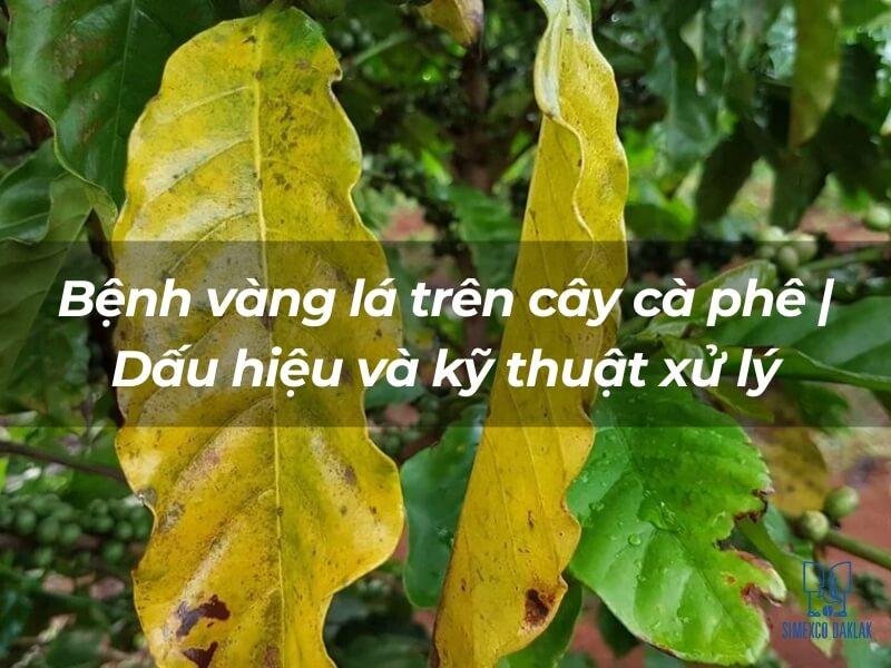 benh vang la tren cay ca phe 1 1