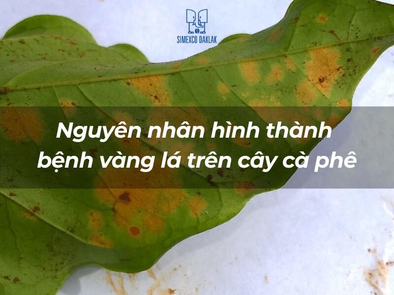 L&aacute; c&acirc;y m&agrave;u xanh c&oacute; nhiều đốm v&agrave;ng, với d&ograve;ng chữ về nguy&ecirc;n nh&acirc;n bệnh v&agrave;ng l&aacute; tr&ecirc;n c&acirc;y c&agrave; ph&ecirc;.