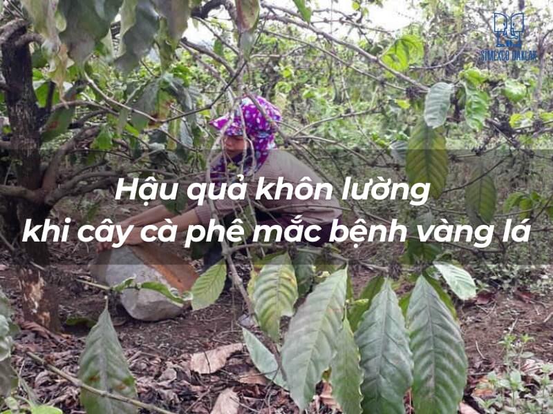 Người đang l&agrave;m việc dưới c&acirc;y c&agrave; ph&ecirc; với l&aacute; bị v&agrave;ng, k&egrave;m d&ograve;ng chữ về hậu quả bệnh v&agrave;ng l&aacute; tr&ecirc;n c&acirc;y c&agrave; ph&ecirc;.