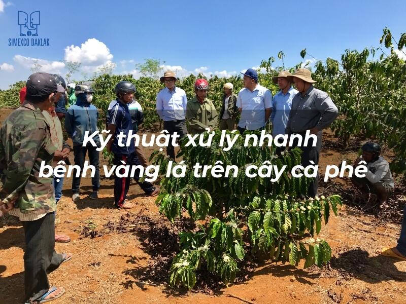 Nh&oacute;m người trao đổi kỹ thuật xử l&yacute; bệnh tr&ecirc;n c&acirc;y c&agrave; ph&ecirc;, với nền l&agrave; vườn c&acirc;y xanh v&agrave; bầu trời xanh.