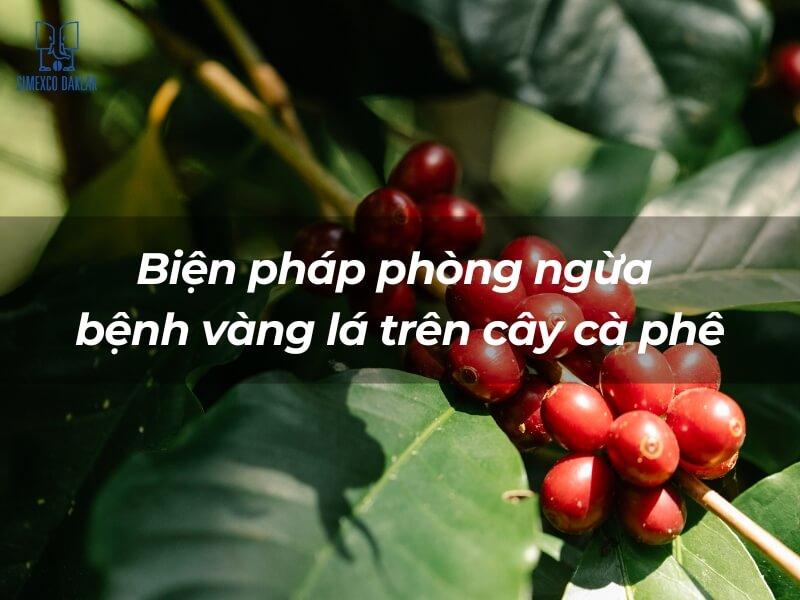 C&agrave;nh c&acirc;y c&agrave; ph&ecirc; với quả ch&iacute;n đỏ tr&ecirc;n nền l&aacute; xanh, c&oacute; chữ về biện ph&aacute;p ph&ograve;ng ngừa bệnh v&agrave;ng l&aacute;.