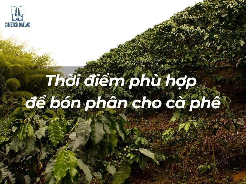 H&igrave;nh ảnh vườn c&agrave; ph&ecirc; xanh tươi, d&ograve;ng chữ "Thời điểm ph&ugrave; hợp để b&oacute;n ph&acirc;n cho c&agrave; ph&ecirc;" nổi bật.