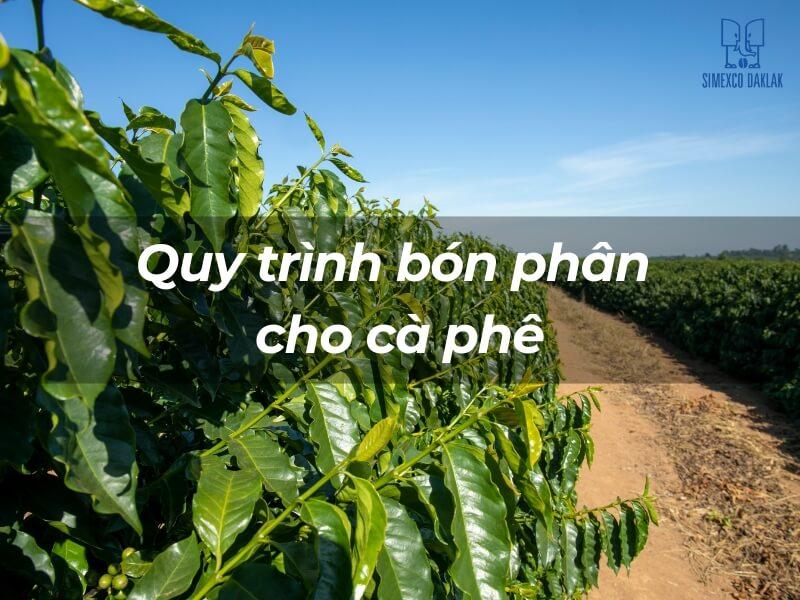H&agrave;ng c&acirc;y c&agrave; ph&ecirc; xanh tươi dưới bầu trời xanh, với d&ograve;ng chữ "Quy tr&igrave;nh b&oacute;n ph&acirc;n cho c&agrave; ph&ecirc;".