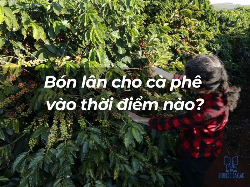 bon-phan-cho-ca-phe-7 Người mặc áo kẻ sọc đỏ đang chăm sóc cây cà phê xanh tươi, với câu hỏi về thời điểm bón lân.