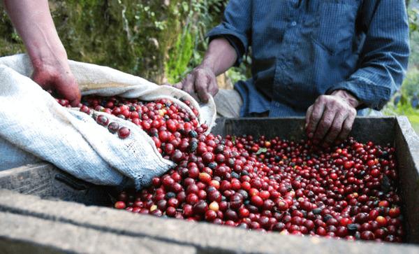 Hai người đang thu hoạch và đổ trái cà phê đỏ từ bao tải vào thùng gỗ.