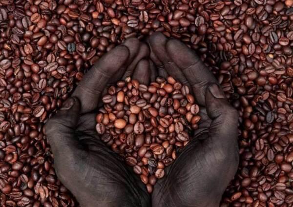 Đôi tay nắm giữ nhiều hạt cà phê trên nền đầy hạt cà phê.