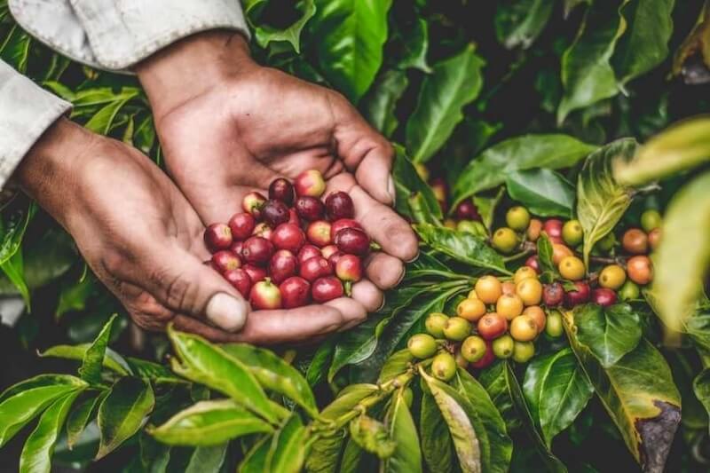Hai bàn tay cầm nhiều quả cà phê chín đỏ, xung quanh là lá và quả cà phê xanh.