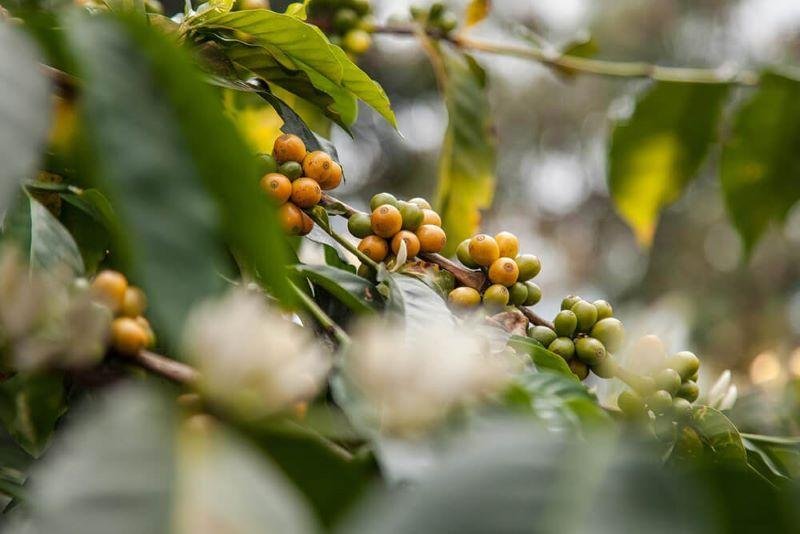 ca phe ket hop trai cay 1 1