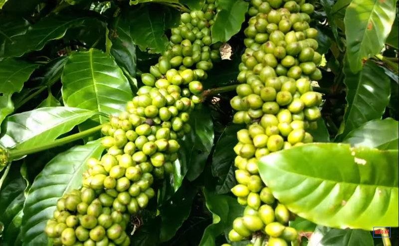 Tối Ưu Hiệu Suất Trồng Trọt: Giống Cà Phê Lá Xoài Mang Lại Năng Suất Vượt Trội 2 ca phe la xoai 1 1