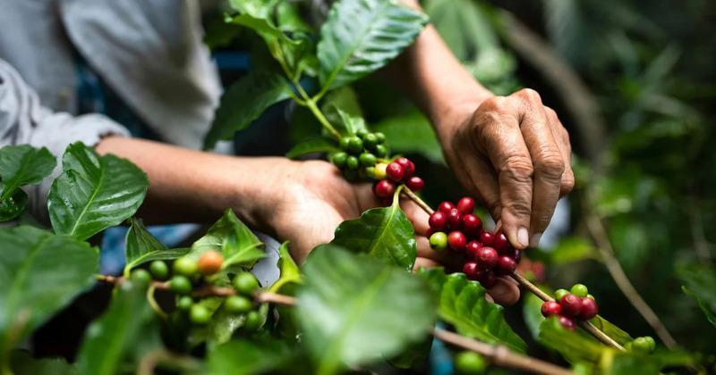 ca-phe-la-xoai-3 Người đang thu hoạch quả cà phê chín đỏ trên cành, xung quanh là lá xanh tươi.