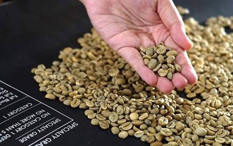 B&agrave;n tay đang cầm một nắm hạt c&agrave; ph&ecirc; xanh tr&ecirc;n nền c&oacute; nhiều hạt c&agrave; ph&ecirc; xanh kh&aacute;c.