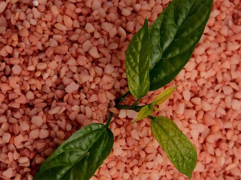 Cây xanh với lá tươi tốt mọc trên nền đá màu hồng nhạt.