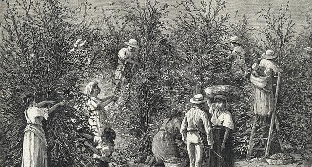ca-phe-typica-3 Nhóm người đang thu hoạch cây trong vườn, một số đứng trên thang, xung quanh có nhiều cây cối.