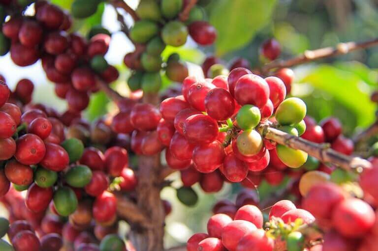 ca-phe-typica-5 Những chùm quả cà phê chín đỏ và xanh trên cành cây, nổi bật dưới ánh nắng mặt trời.