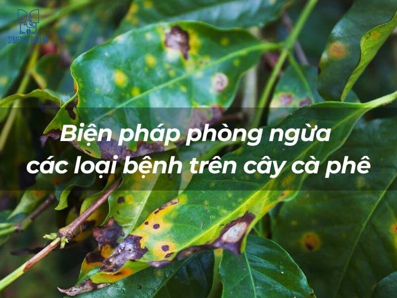 cac loai benh tren cay ca phe 1 1