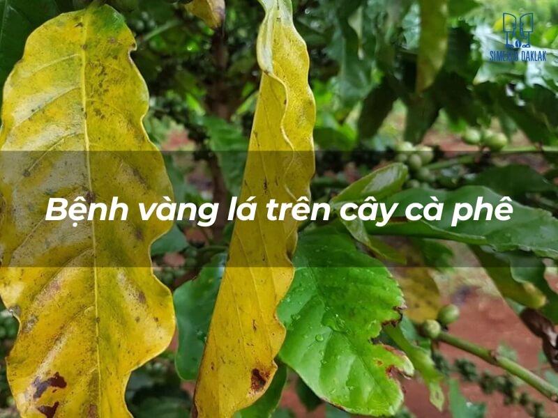 Lá cây cà phê bị vàng, biểu hiện bệnh lý, với nền xanh của các lá khỏe mạnh khác.