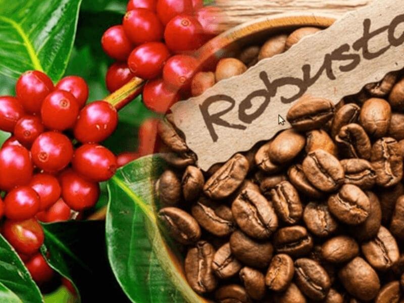 Các Loại Cà Phê Robusta Phổ Biến Trên Thị Trường Hiện Nay 2 cac loai ca phe robusta 1 1