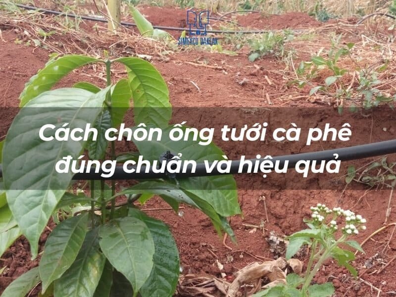 cach chon ong tuoi ca phe 1 1