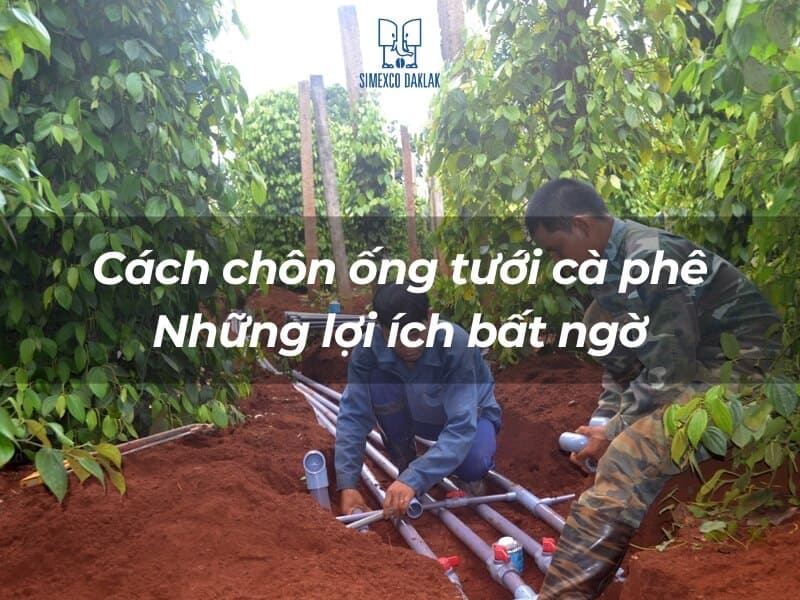 Hai người đang lắp đặt hệ thống ống tưới trong vườn c&acirc;y, xung quanh l&agrave; c&acirc;y xanh v&agrave; đất đỏ.