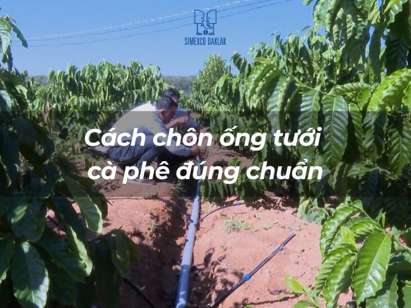 Người đang lắp đặt ống tưới trong vườn c&agrave; ph&ecirc; xanh tươi với h&agrave;ng c&acirc;y đều đặn.