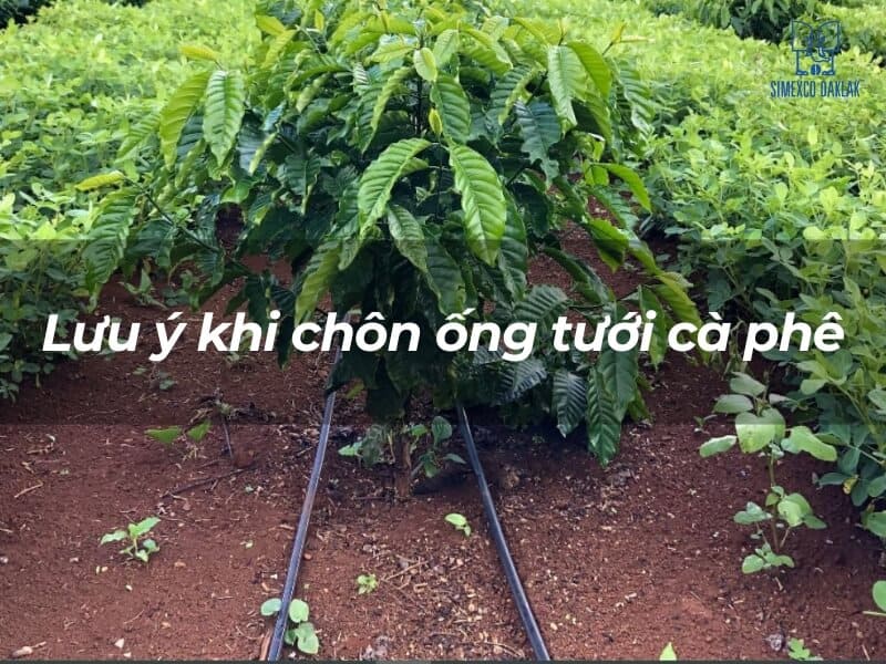 C&acirc;y c&agrave; ph&ecirc; xanh tốt với hệ thống ống tưới ch&ocirc;n dưới đất, c&oacute; chữ tr&ecirc;n h&igrave;nh.